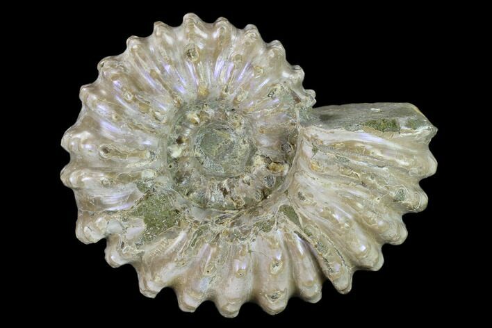 Bumpy Ammonite (Douvilleiceras) Fossil - Very Iridescent! #134181